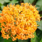 Essa flor tropical pode transformar seu jardim em um refúgio encantador