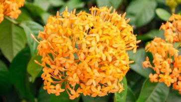 Essa flor tropical pode transformar seu jardim em um refúgio encantador