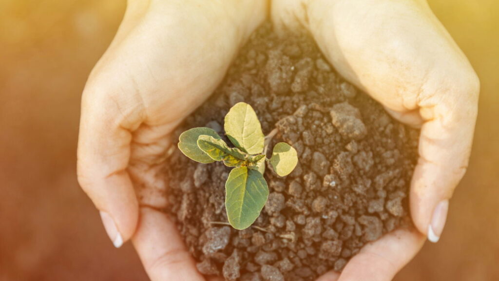 A flor que transforma qualquer ambiente em um espaço mais leve e elegante