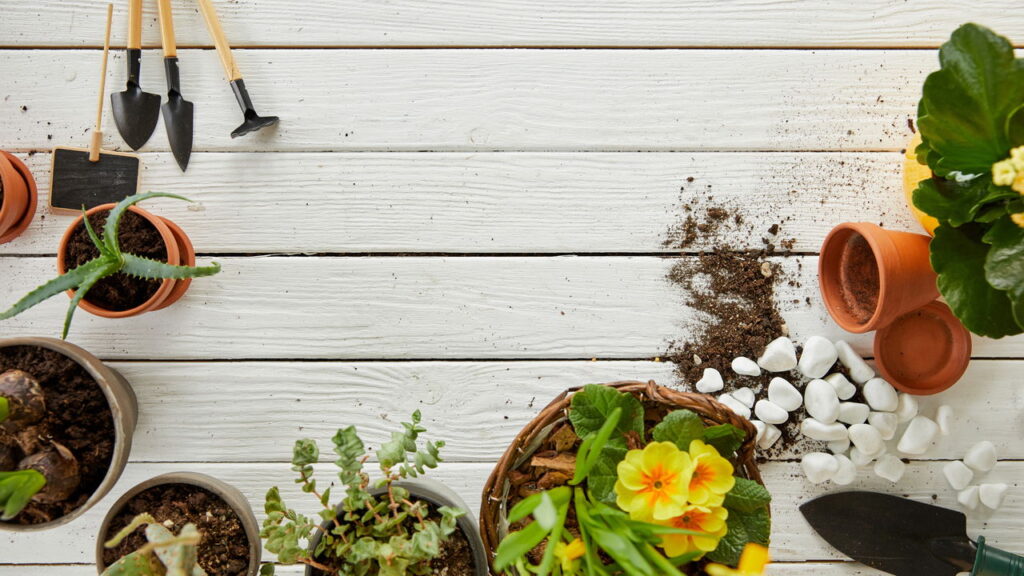 Do lixo ao luxo, essa receita fortalece qualquer planta