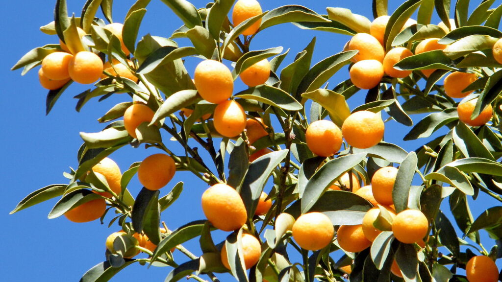 Transforme seu jardim com a fruta mais doce que você poderia experimentar