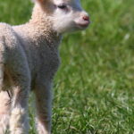 Esse suéter com ovelhinha encanta em cada ponto e aquece com amor