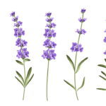 O segredo das flores roxas que perfumam a casa e acalmam a mente