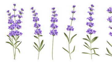 O segredo das flores roxas que perfumam a casa e acalmam a mente