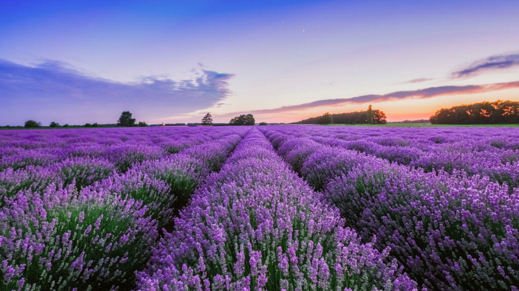O segredo das flores roxas que perfumam a casa e acalmam a mente