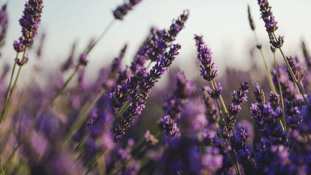 O segredo das flores roxas que perfumam a casa e acalmam a mente