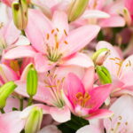 Essas flores deslumbrantes podem transformar seu jardim com pouco esforço