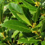Aprenda a plantar louro em casa sem erro mesmo em espaços pequenos