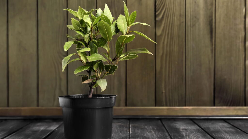 Aprenda a plantar louro em casa sem erro mesmo em espaços pequenos