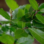Transforme seu encanamento com esse método natural e aromático