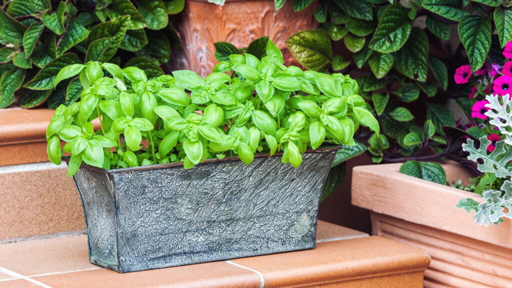 O tempero mais versátil da cozinha que cabe em qualquer cantinho da casa