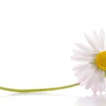 O detalhe floral que transforma qualquer mesa em um cantinho encantador