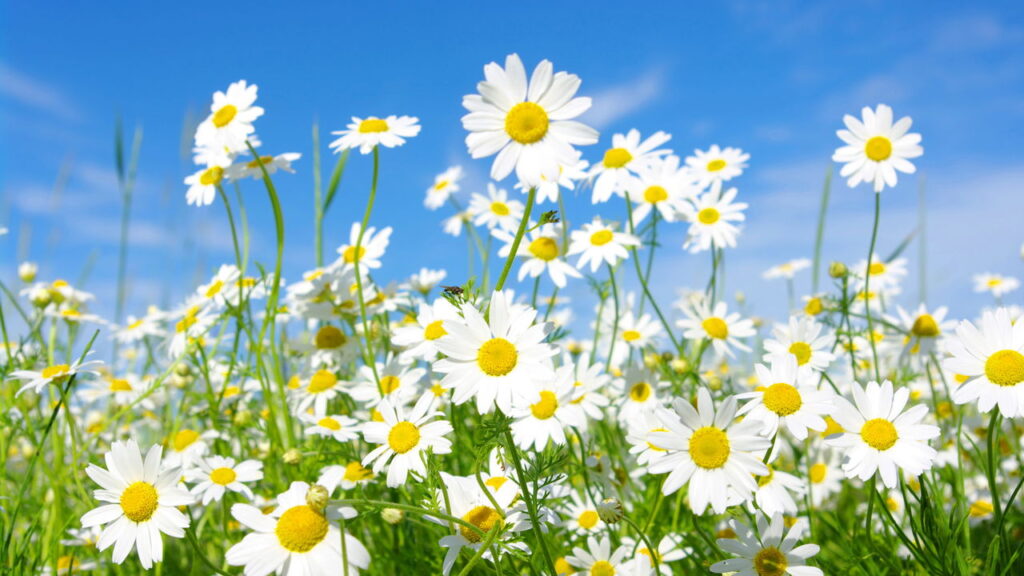 O detalhe floral que transforma qualquer mesa em um cantinho encantador