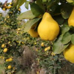 Bolacha de marmelo saudável com sabor que surpreende