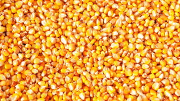 O bolinho de milho sem fritura que virou tendência nas redes de receitas