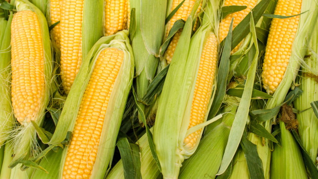 O bolinho de milho sem fritura que virou tendência nas redes de receitas