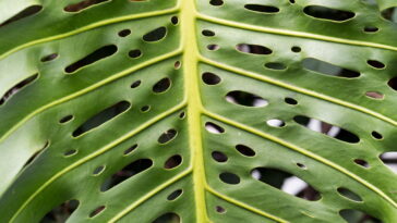 Essa planta virou febre na decoração e tem um segredo surpreendente