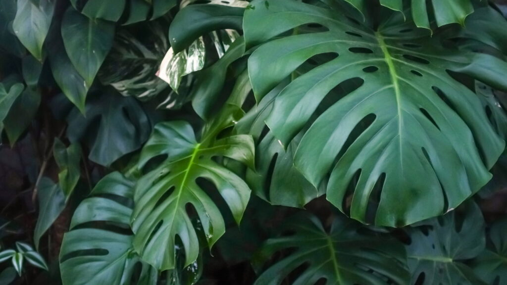 Essa planta virou febre na decoração e tem um segredo surpreendente