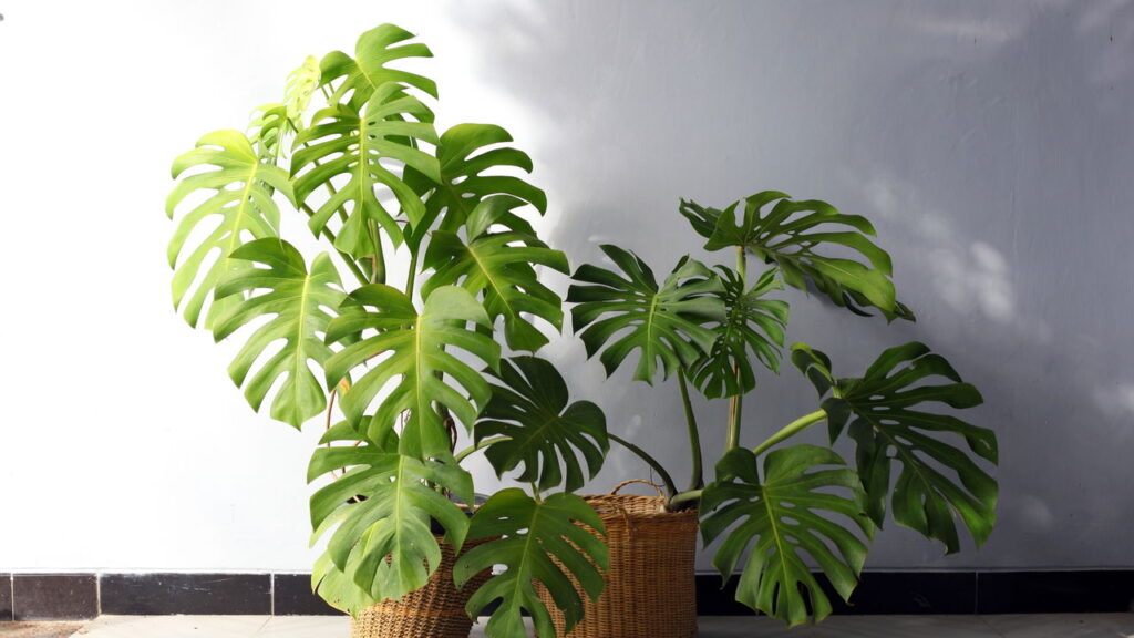 Essa planta virou febre na decoração e tem um segredo surpreendente