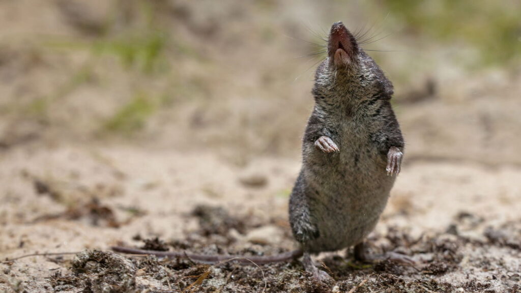 Esse bichinho do seu jardim que tem aparência inofensiva mas esconde um segredo surpreendente