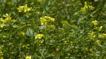 Esse ingrediente comum pode transformar sua saúde e ninguém fala sobre isso