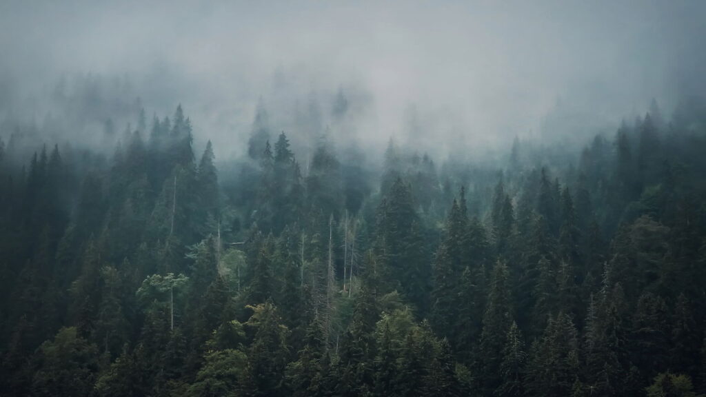 Quando o horizonte some a diferença entre névoa e neblina importa, veja como diferenciá-las