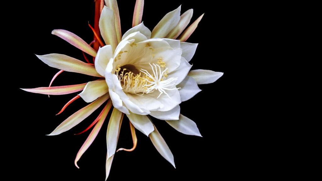 Quando a noite cai, essa flor transforma o jardim em magia, veja como cultivá-la