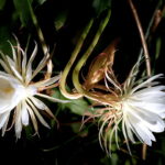 Quando a noite cai, essa flor transforma o jardim em magia, veja como cultivá-la