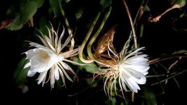 Quando a noite cai, essa flor transforma o jardim em magia, veja como cultivá-la