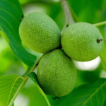 O cultivo que era ignorado e agora virou ouro no campo