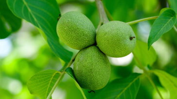 O cultivo que era ignorado e agora virou ouro no campo