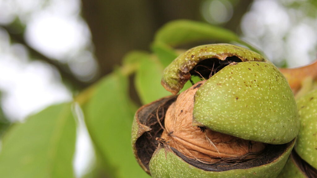 O cultivo que era ignorado e agora virou ouro no campo