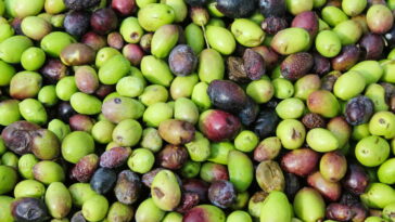 O que ninguém te contou sobre o líquido das azeitonas abertas