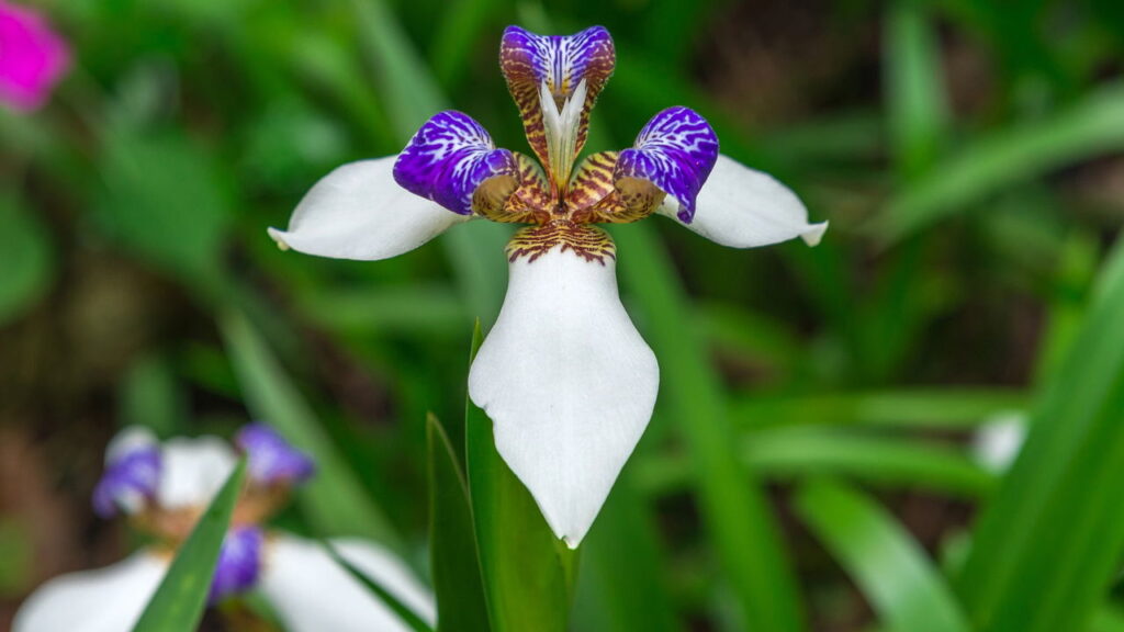 Essa dica pouco conhecida faz sua orquídea durar muito mais