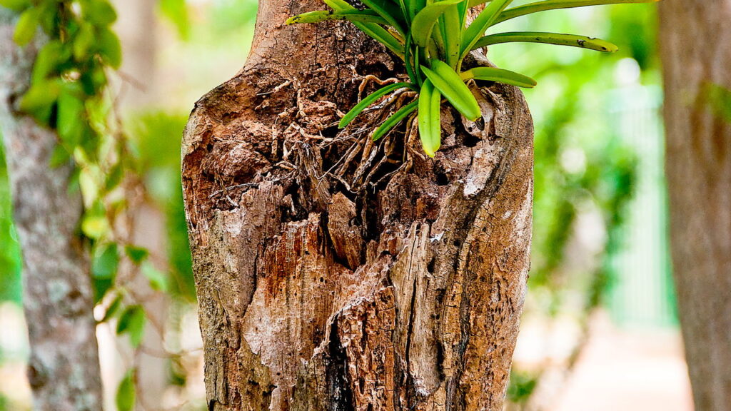 Essa dica pouco conhecida faz sua orquídea durar muito mais