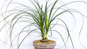 A planta escultural que está fazendo sucesso dentro e fora de casa