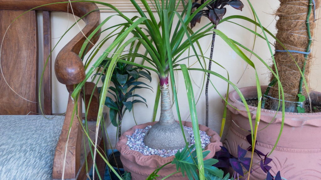 A planta escultural que está fazendo sucesso dentro e fora de casa