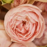 Essa flor elegante virou símbolo de beleza e boa sorte no Brasil, veja como cultivá-la