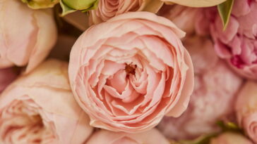 Essa flor elegante virou símbolo de beleza e boa sorte no Brasil, veja como cultivá-la