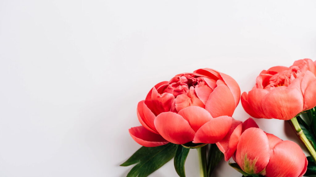 Essa flor elegante virou símbolo de beleza e boa sorte no Brasil, veja como cultivá-la