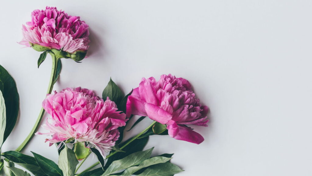 Essa flor elegante virou símbolo de beleza e boa sorte no Brasil, veja como cultivá-la