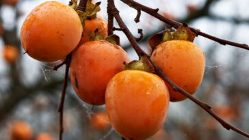 Esse fruto oriental virou símbolo de sabor e saúde nas mesas brasileiras