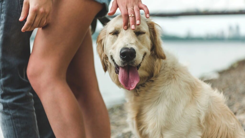 O que está levando tantos cães a rejeitarem seus tutores pode surpreender você