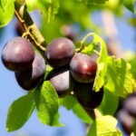 Cada vez mais pessoas estão apostando nessa fruta e o motivo surpreende
