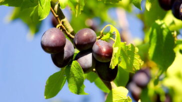 Cada vez mais pessoas estão apostando nessa fruta e o motivo surpreende