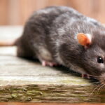 A forma mais segura de afastar ratos sem veneno em casa