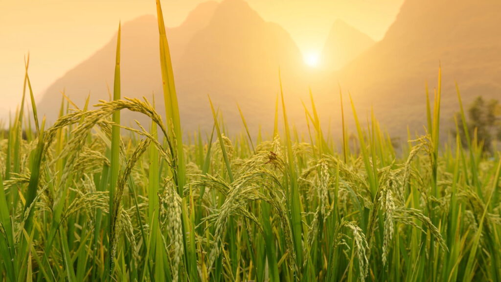 O segredo milenar do arroz branco que nem todo mundo conhece