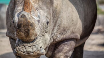 Essa espécie quase extinta pode desaparecer sem deixar vestígios