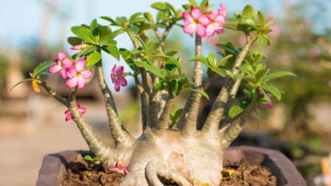 A flor exótica que virou febre entre os apaixonados por jardinagem