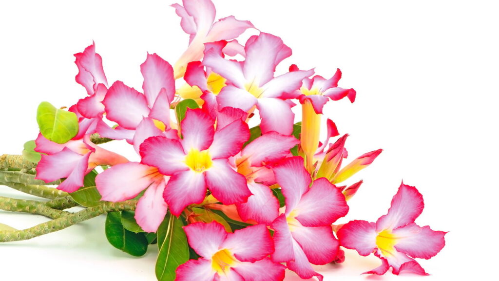 A flor exótica que virou febre entre os apaixonados por jardinagem